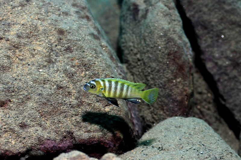 Cynotilapia sp. 'lion ntekete' Border
